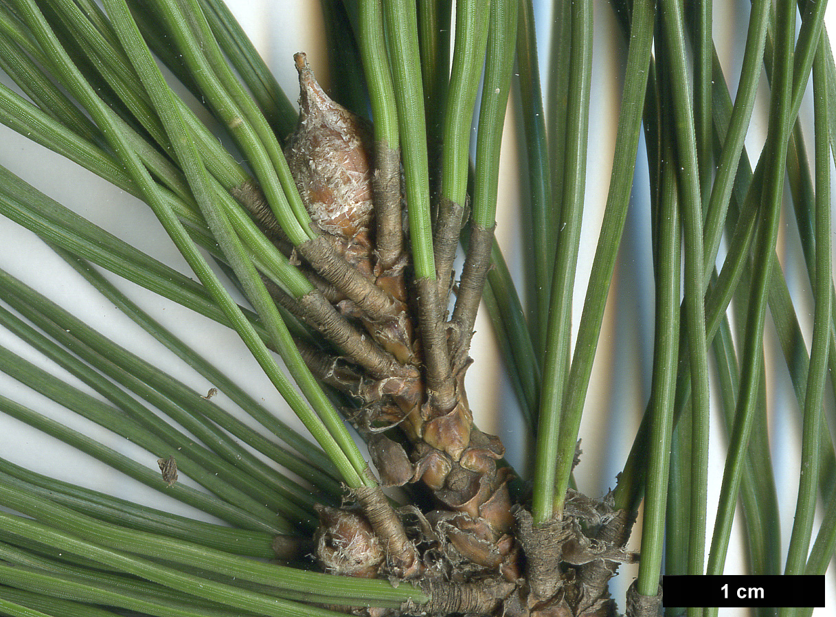 High resolution image: Family: Pinaceae - Genus: Pinus - Taxon: nigra - SpeciesSub: subsp. laricio